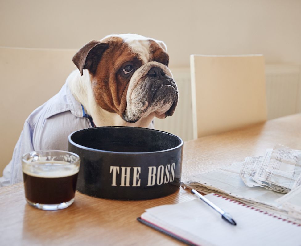 Who’s Zooming Who?